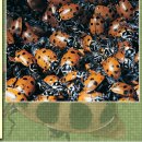 Re:무당-무당벌레 [ladybird beetles/ladybugs] 이미지