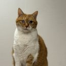 뚱땡이치킨 | 습식은 거부하는 9살 뚱땡이 고양이, 힐스 인도어치킨 고양이 사료 급여 후기