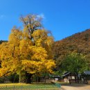 의령 세간리 은행나무 이미지