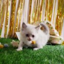렉돌 냥이 이미지