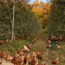 홍란농장 이미지