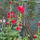 장미장여관 이미지