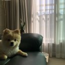 #레오네 이미지