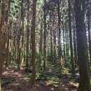 [제주도 서귀포] 사려니숲 무장애 나눔길 - 여름에도 시원한 제주도 산책로