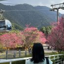 문화촌공원 | 대만 벚꽃 일월담 구족문화촌(九族文化村) 2월 후기