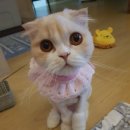 함께냥 본점 이미지