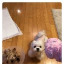 아진동물병원 이미지