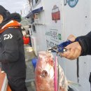 상사리(상) 이미지