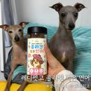 간식줄까? | 강아지 간식 중 기호성 최고? [레디펫고 콜라겐 먹은 연어] 솔직 후기