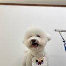 댕바이미 이미지