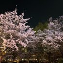 전동 31-3 공영주차장 | 2026 석촌호수 벚꽃축제｜개화상태·주차 꿀팁 &amp; 가격·야경 총정리 (잠실 벚꽃 명소)