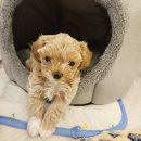 닥터팬더 동물병원 | 울산동물병원 강아지 이물 섭취 해결 닥터강 후기