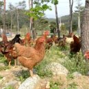 영상농장2 이미지