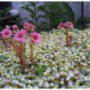 바위솔민박 이미지