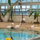 대덕동산 | 대전여행 오월드 사파리 데이트 후기 놀이동산, 플라워랜드