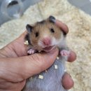 우진펫 이미지