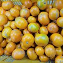 서귀포 맛조은 조생귤 판매합니다 이미지