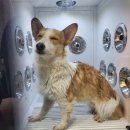 하이멍멍 이미지