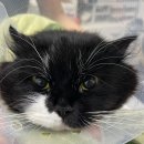 하나카동물병원 이미지