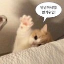 에스짐 이미지