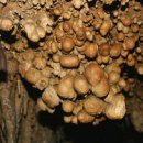 산호동509 이미지