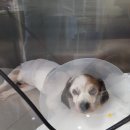 헬릭스동물암센터 이미지