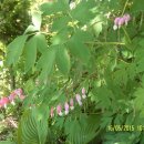 오리골민박 이미지