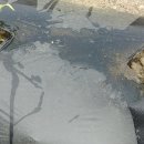 대학찰옥수수 이미지