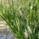 코스모스경로당 이미지