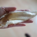 쥬펫코리아 이미지