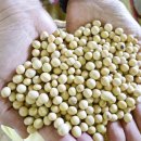 콩밭가인 이미지