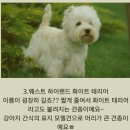 테리어 종류와 인위적 개량 견종의 위험성 이미지