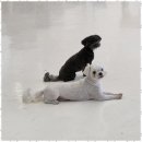 놀다가개 이미지