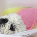 특별하개 이미지