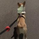 낭창한 강아지 이미지