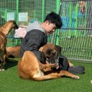 누렁이농장 | 경기도 유기견 봉사 어디서 해야 할까? 직접 다녀온 보호소 3곳 총정리 ① (콜리하우스·빅독포레스트...