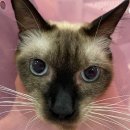 분당 피엘 동물피부클리닉 이미지