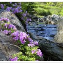 계곡이 있는 풍경 이미지