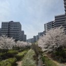 [도로]권선동 아이파크시티9단지 | [수원 권선동] 수원 아이파크시티 벚꽃 명소