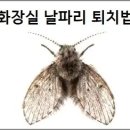 화장실 날파리 퇴치법 이미지