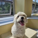 허니바우 이미지