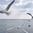 삼사 바다산책로 이미지