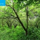 休무풍승지 이미지