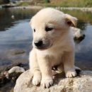 마음반려 동물의료원 이미지