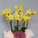 전주완산서초등학교 이미지