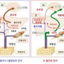 케톤 수치 케톤식 케톤체 케톤산증 식이요법 키토제닉 이미지