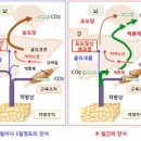 케톤 수치 케톤식 케톤체 케톤산증 식이요법 키토제닉 이미지