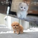 캣츠앤독스 | 수원 이의동 강아지분양 캣츠앤독스 강아지분양 고양이분양 수원점 가격 위치
