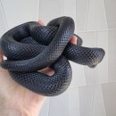 최영민 동물의료센터 이미지