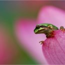 청개구리 이미지